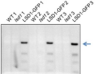LSD1 | Lesion simulating disease 1 (chicken antibody) in the group Antibodies Plant/Algal / Developmental Biology / Signal transduction at Agrisera AB (Antibodies for research) (AS12 2104)